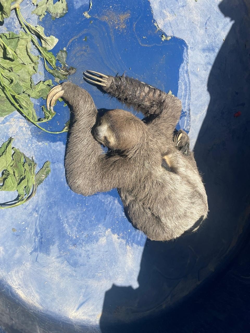 Bicho-preguiça é resgatado após ser encontrado agarrado em caminhão no litoral de SP