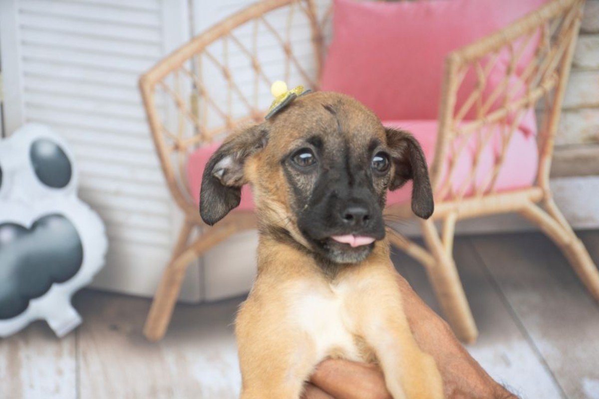 São Vicente, SP, promove evento de adoção de cães com deficiência neste sábado; Veja