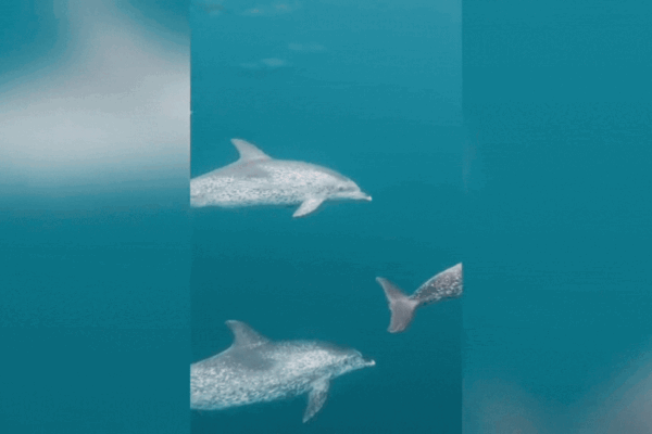 Fotógrafo registra espetáculo de golfinhos debaixo d’água: ‘Quase infartei de emoção’; VÍDEO
