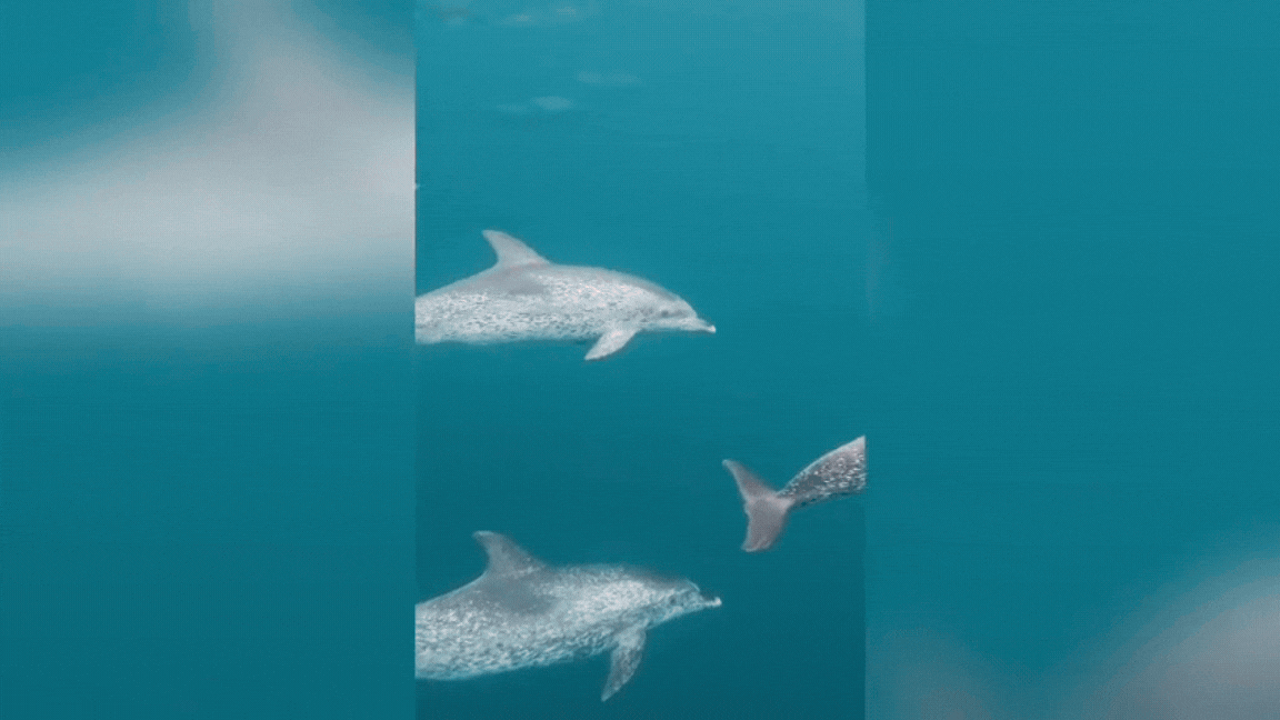 Fotógrafo registra espetáculo de golfinhos debaixo d’água: ‘Quase infartei de emoção’; VÍDEO