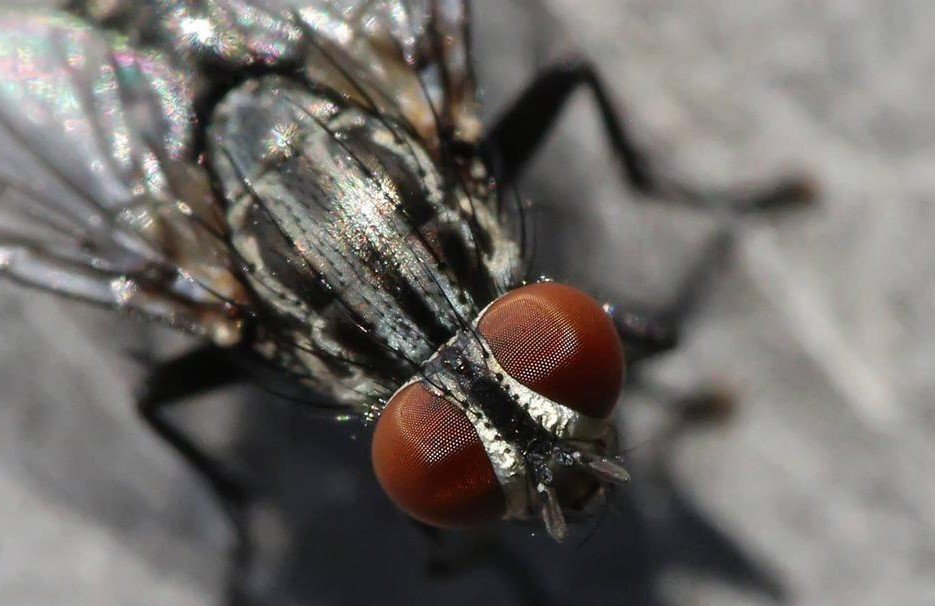 Moscas ‘lambem’ humanos, transmitem doenças e são essenciais para o ecossistema; conheça o inseto