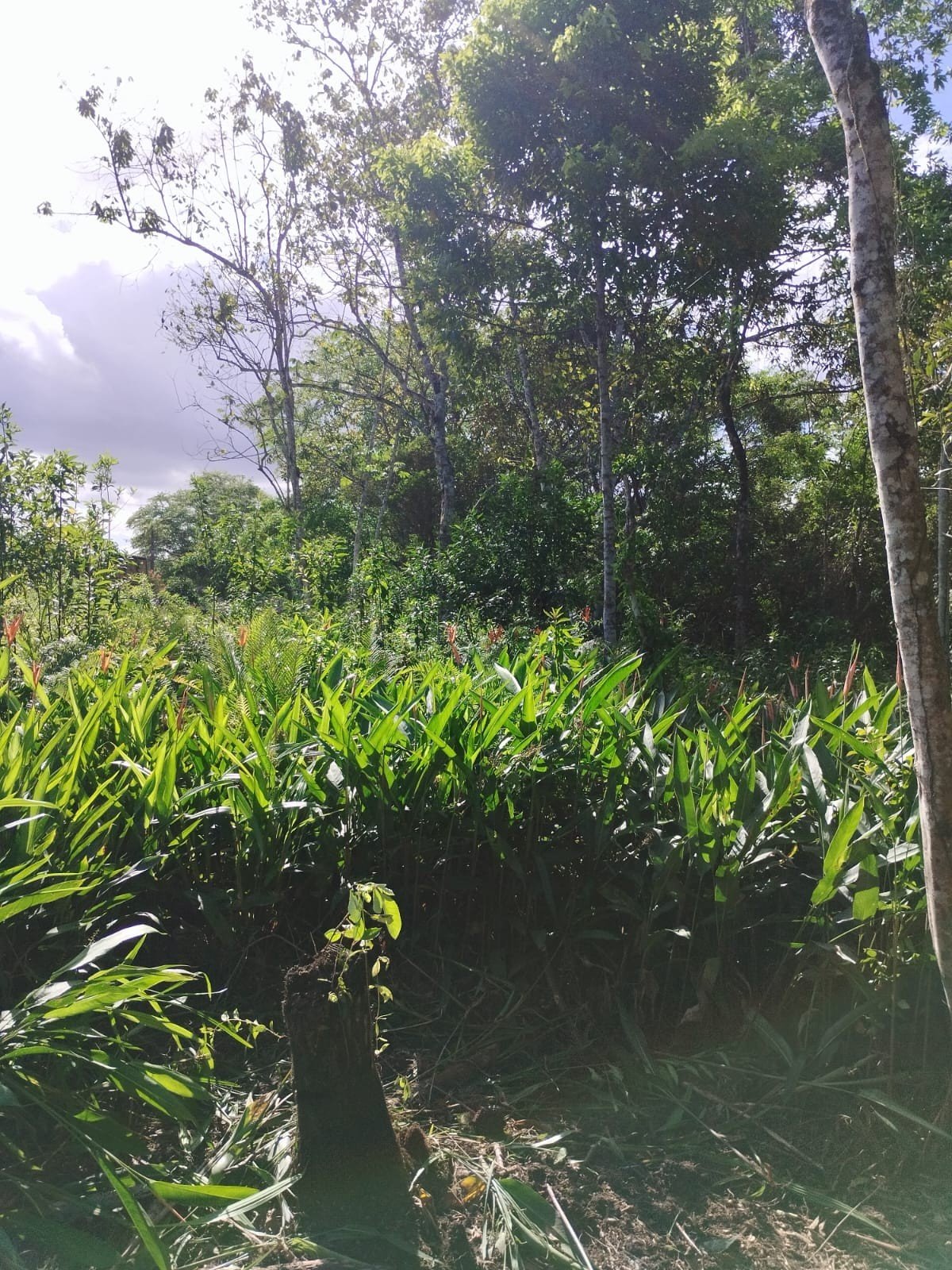 Dupla é multada em mais de R$ 630 mil por manter plantas nativas em depósito sem licença ambiental