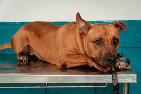 Cidade do litoral de SP tem mais de 150 animais à procura de um lar; veja como adotar