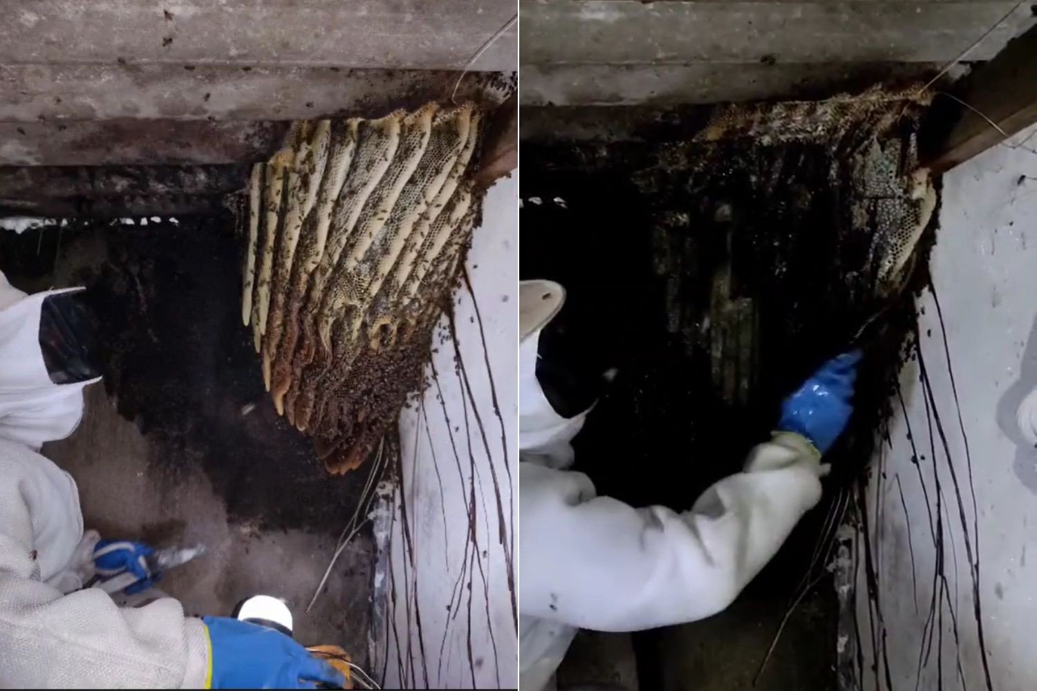 Colmeia instalada em casa é retirada após ataques de abelhas no litoral de SP; VÍDEO