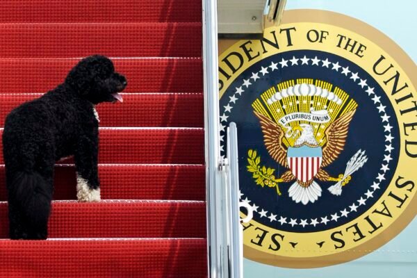 Kamala fez sucesso com mulheres que têm gatos, e Trump conquistou tutores de cachorros, aponta pesquisa com eleitores