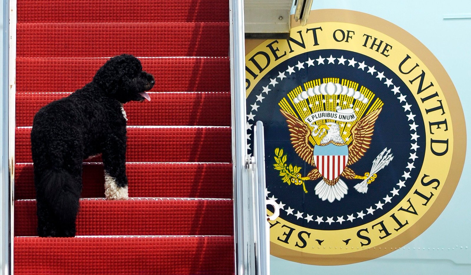 Kamala fez sucesso com mulheres que têm gatos, e Trump conquistou tutores de cachorros, aponta pesquisa com eleitores