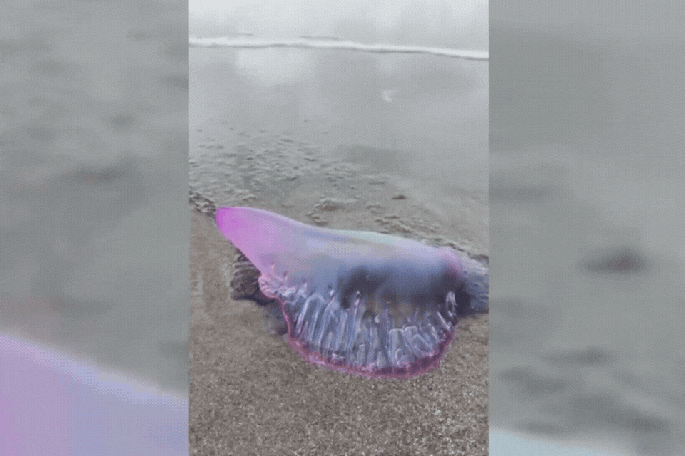 Caravela-portuguesa multicolorida faz ‘alongamento’ antes de ser levada pelo mar no litoral de SP; VÍDEO