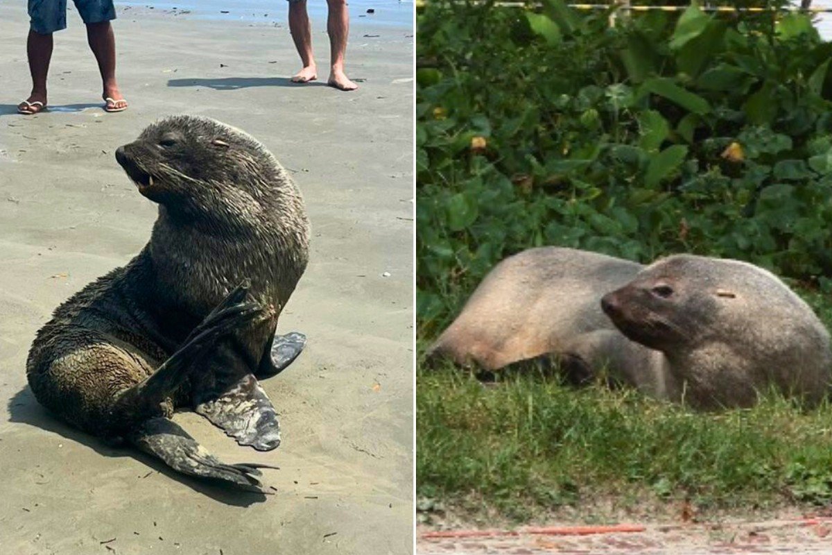 Lobo-marinho-sul-americano ‘descansa’ em gramado de orla da praia no litoral de SP; FOTOS