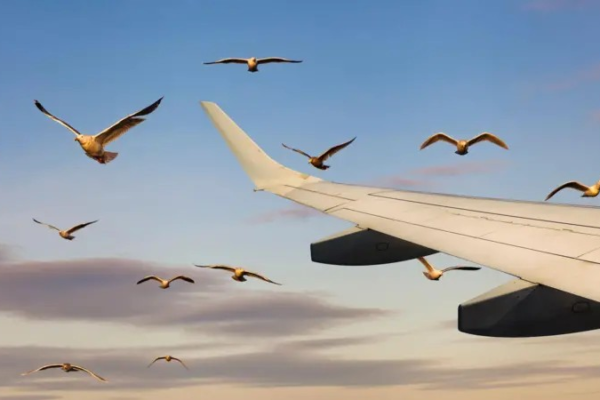 Qual o risco de choque com pássaros causar acidente aéreo?