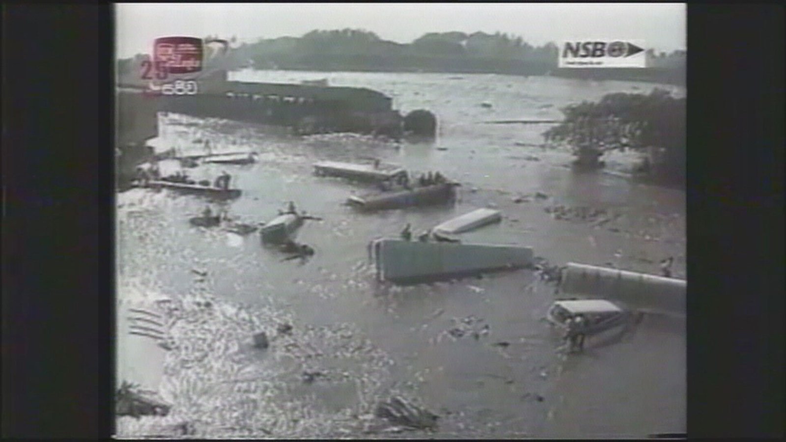 Mistério sobre animais que teriam pressentido tsunami de 2004 ainda intriga especialistas; entenda