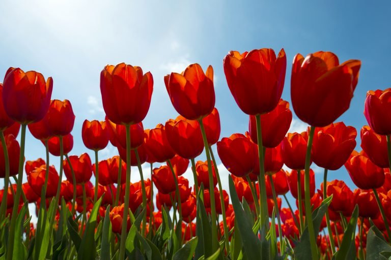 Nova lei dá nome de Dr. James Parkinson à tulipa vermelha, símbolo da doença de Parkinson