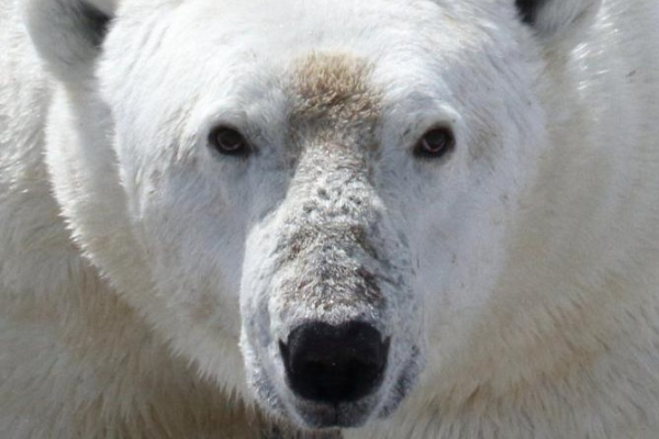 Homem luta contra urso polar para proteger a mulher e fica gravemente ferido no Canadá