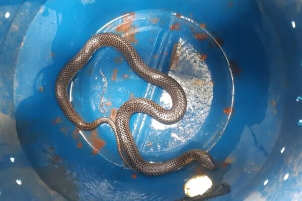 Cobra venenosa é resgatada em residência no litoral de SP