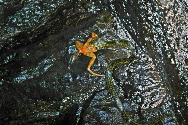 Fotógrafo flagra jabutibóia se alimentando de rã em cachoeira no interior de SP; FOTOS