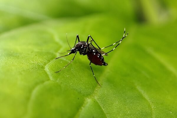 Osmar Terra culpa Nísia Trindade por dimensão da dengue no Brasil: ‘Fraca’