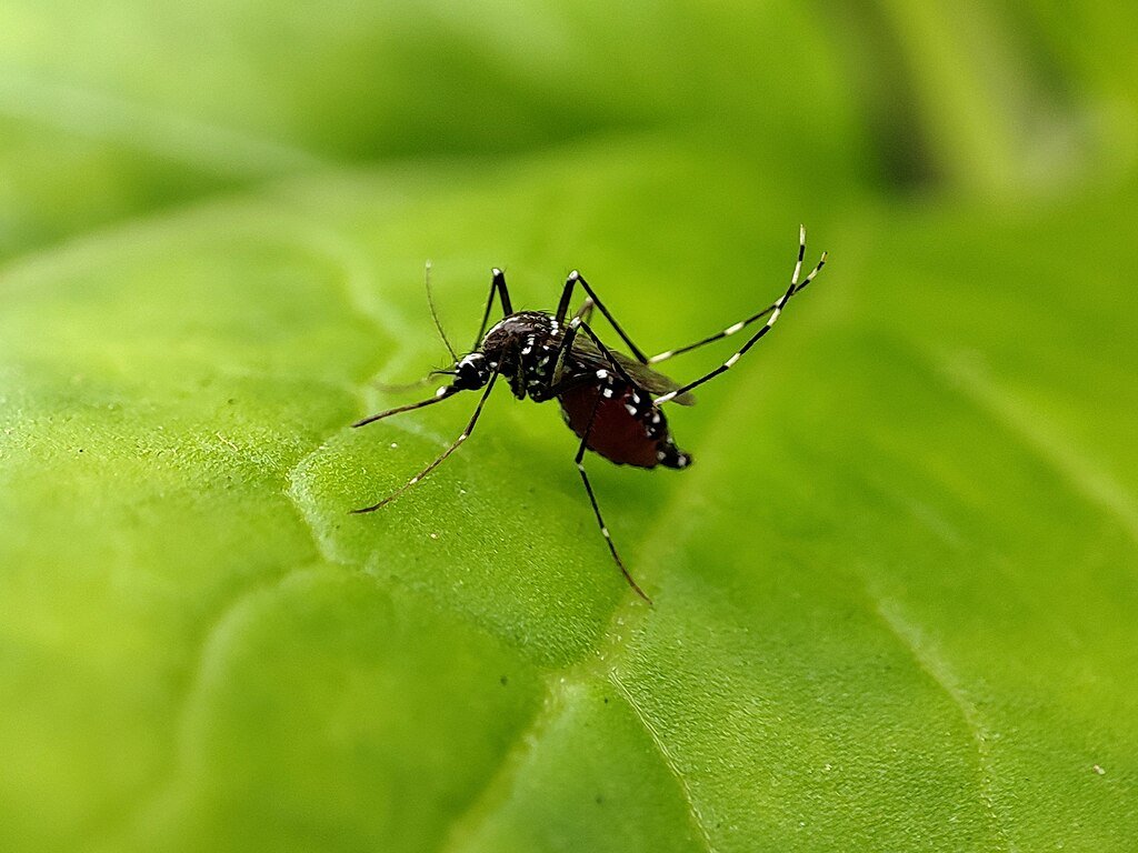 Osmar Terra culpa Nísia Trindade por dimensão da dengue no Brasil: ‘Fraca’