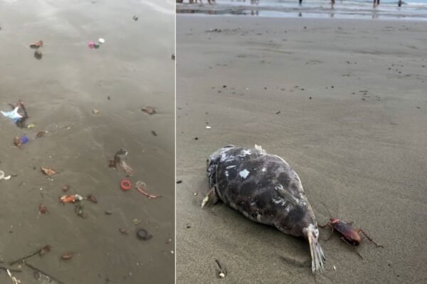 Turista encontra dezenas de baratas mortas em praia do litoral de SP: ‘Nojeira’; VÍDEO