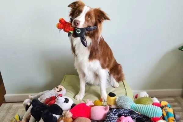 Cachorra ‘superdotada’? A border collie brasileira que sabe 200 palavras e virou estrela de pesquisa