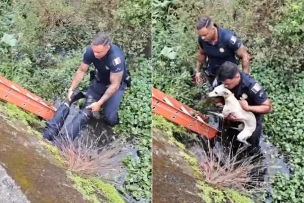 Guarda entra em tubulação de canal para resgatar cadela da raça galgo no litoral de SP; VÍDEO