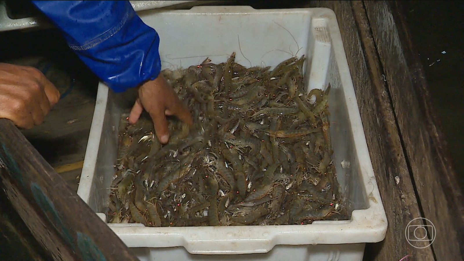 Microplásticos encontrados em até 90% dos camarões no litoral de SP; saiba mais