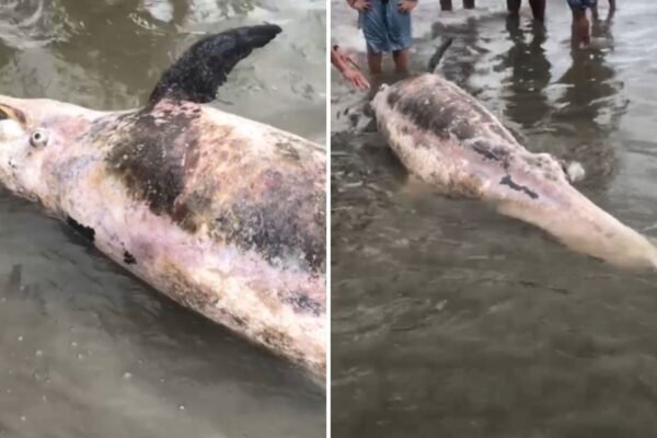 Golfinho de 190 kg é encontrado morto no litoral de SP