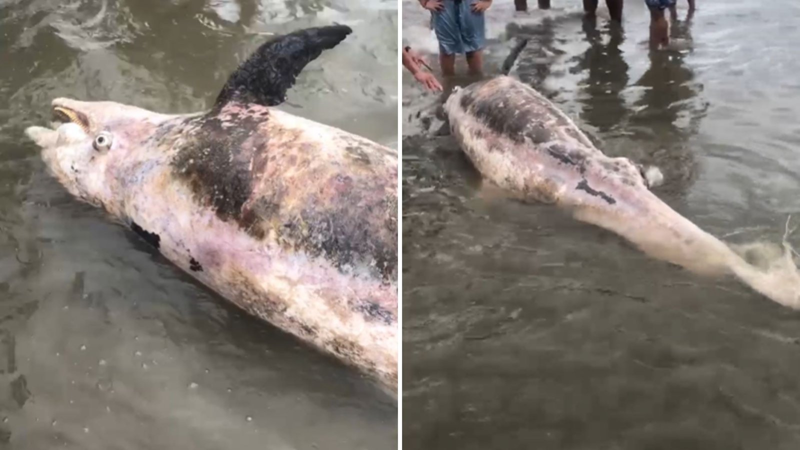 Golfinho de 190 kg é encontrado morto no litoral de SP