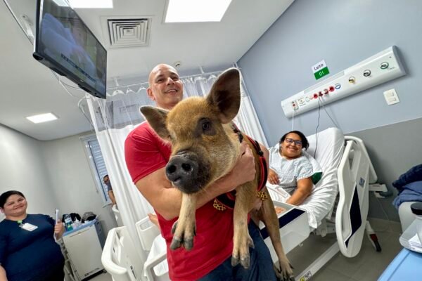 Porca Adalgysa visita hospitais e encanta pacientes com pet terapia: ‘Transformação no ambiente’; FOTOS