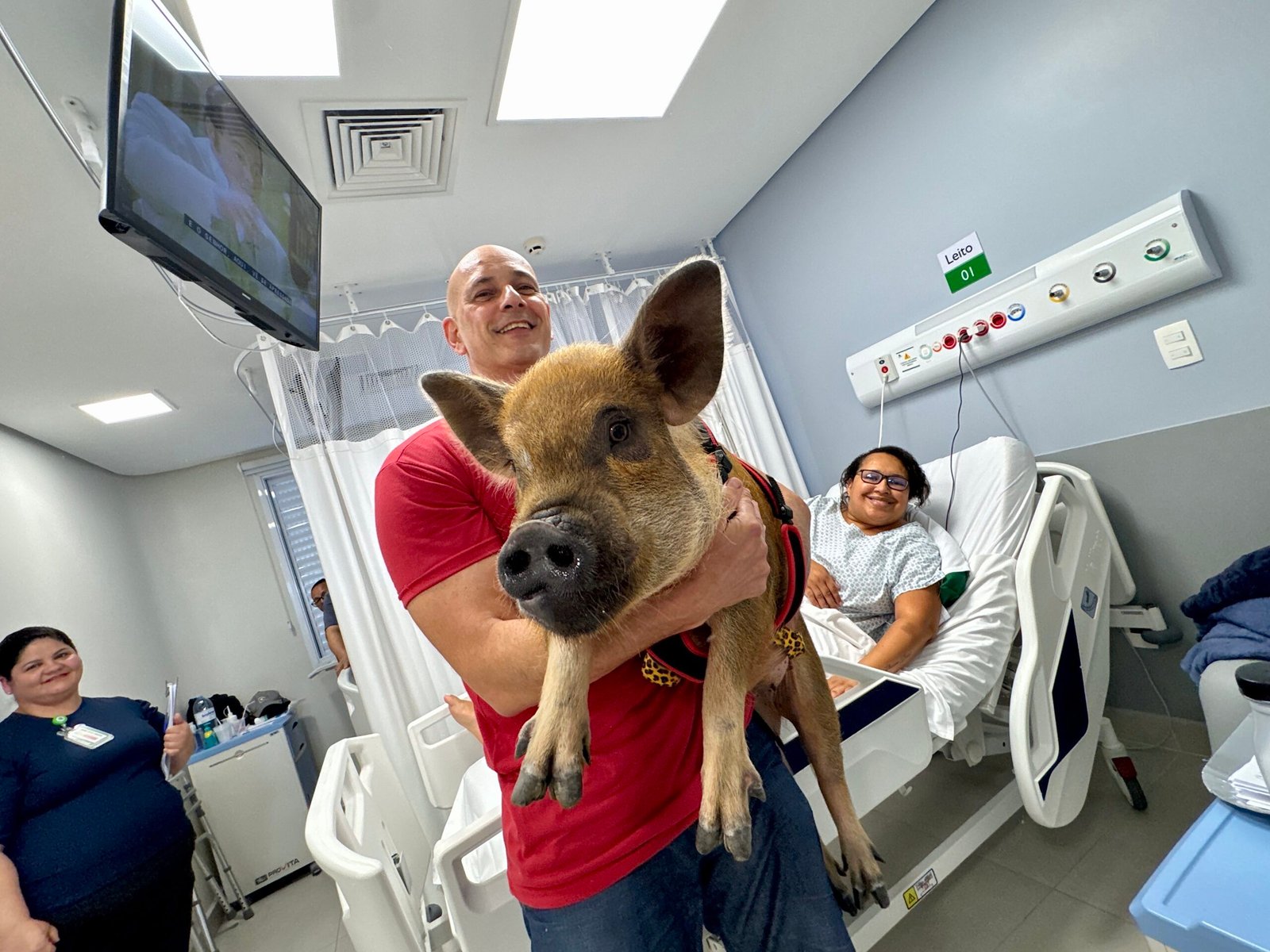 Porca Adalgysa visita hospitais e encanta pacientes com pet terapia: ‘Transformação no ambiente’; FOTOS