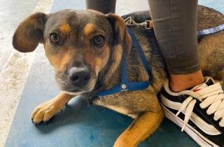 Campanha de Vacinação Antirrábica chega ao Jardim das Oliveiras.