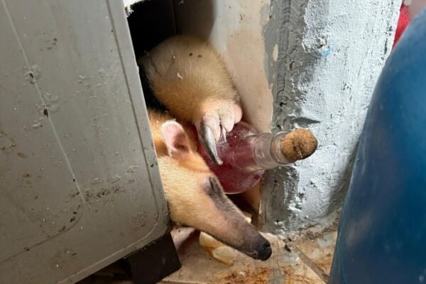 Tamanduá invade casa, se esconde atrás de fogão e é resgatado agarrado a garrafa de bebida; ASSISTA
