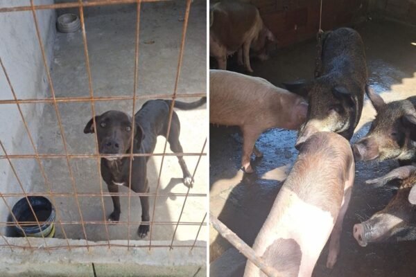 Guarda Municipal e PM Ambiental resgatam mais de 80 animais em condições de maus-tratos em Santos