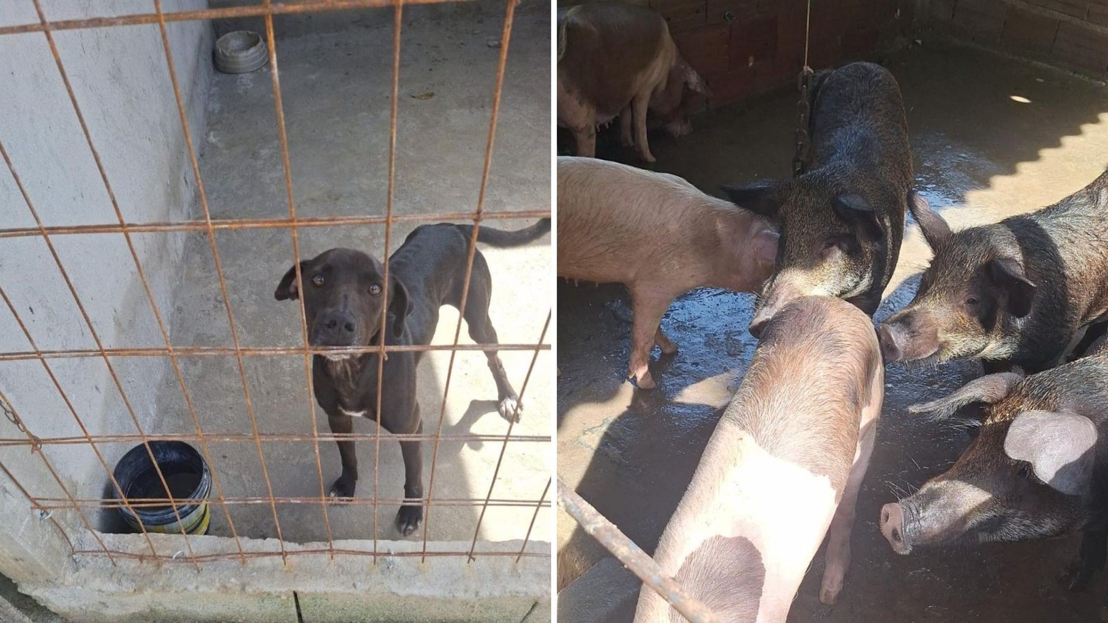 Guarda Municipal e PM Ambiental resgatam mais de 80 animais em condições de maus-tratos em Santos