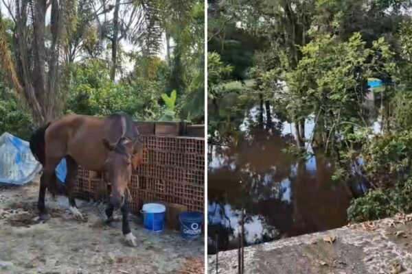 Cavalo é resgatado em laje de casa ‘ilhada’ por enchente no litoral de SP; VÍDEO