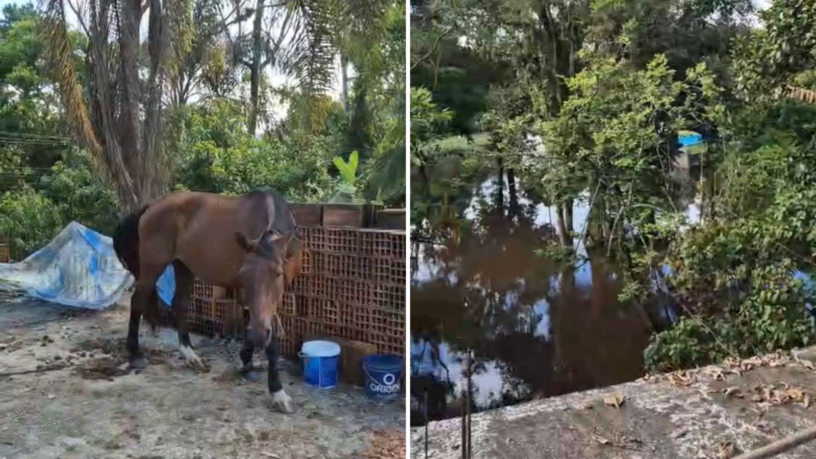 Cavalo é resgatado em laje de casa ‘ilhada’ por enchente no litoral de SP; VÍDEO