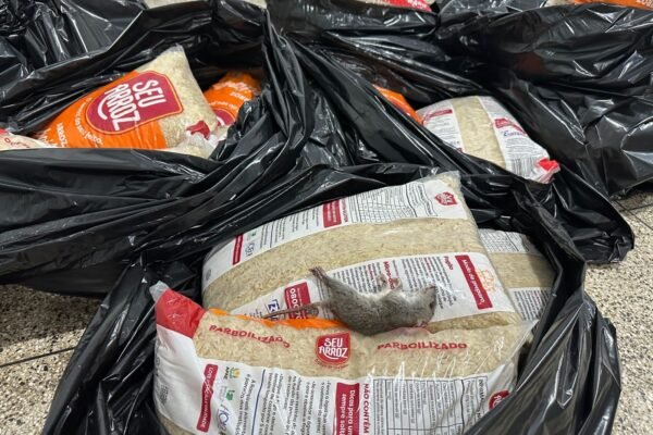 Prefeitura descarta 100 kg de alimentos para merenda escolar após infestação de ratos; VÍDEO