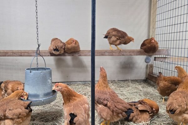 Em meio à ‘crise dos ovos’, americanos adotam criação de galinhas como alternativa