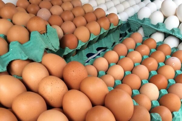 Deputados querem revogar novas regras aos pequenos produtores de ovos