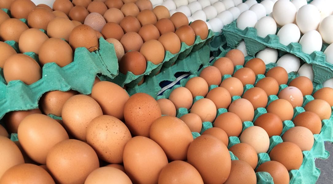 Deputados querem revogar novas regras aos pequenos produtores de ovos