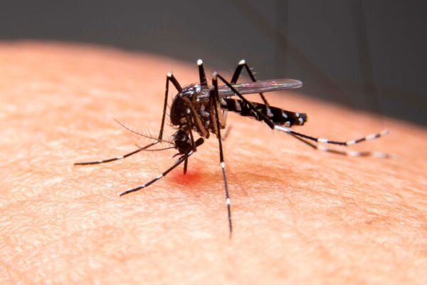 Baixada Santista registra a primeira morte por dengue em 2025