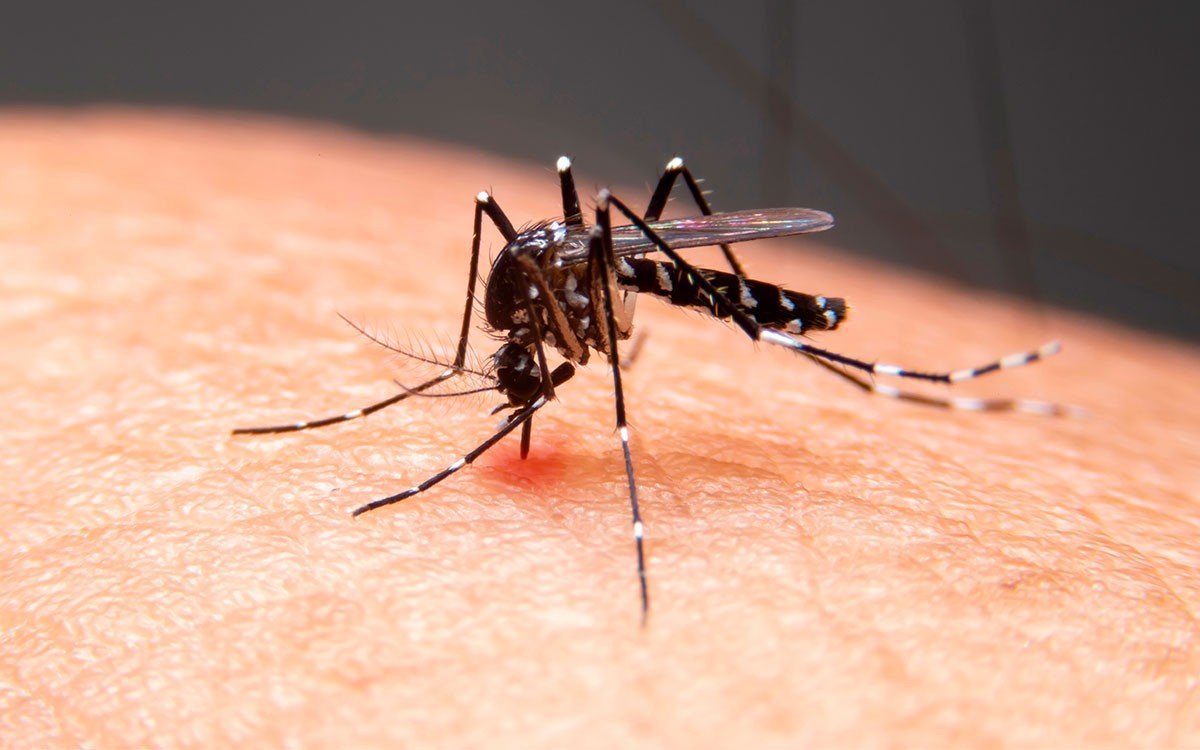 Baixada Santista registra a primeira morte por dengue em 2025