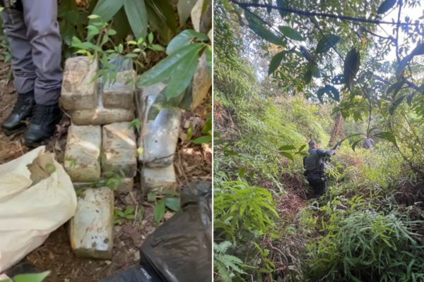 Policiais do Baep apreendem mais de 140 kg de maconha enterrada em área de mata no litoral de SP