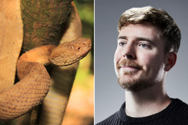 MrBeast, maior youtuber do mundo, enfrenta cobras mortais na perigosa ‘Ilha das Cobras’ no Brasil MrBeast, maior youtuber do mundo, enfrenta cobras mortais na perigosa ‘Ilha das Cobras’ no Brasil
