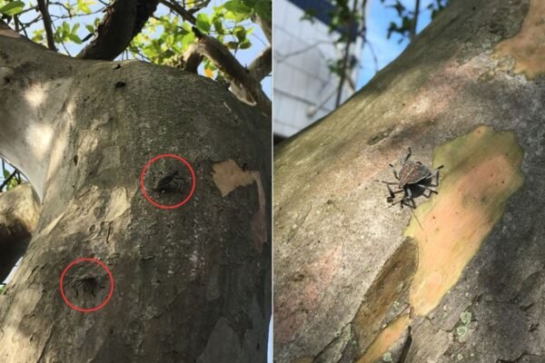 Entenda os riscos que a praga asiática oferece ao meio ambiente e humanos