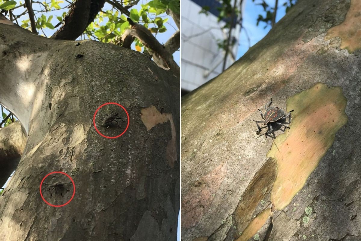 Entenda os riscos que a praga asiática oferece ao meio ambiente e humanos