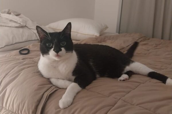 Escócia desmente intenção de proibir gatos, apesar das recomendações de especialistas