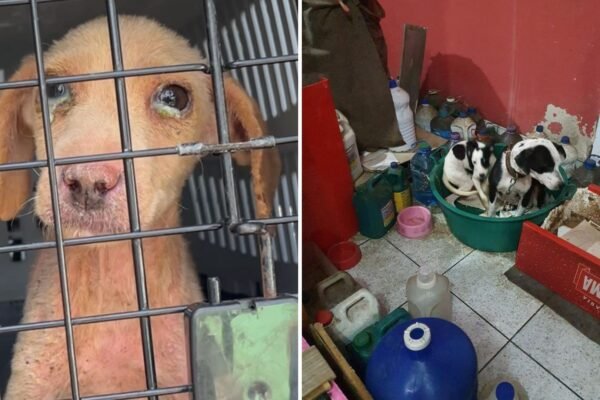 Polícia resgata animais em situação de maus-tratos e multa mulher em R$ 69 mil; VÍDEO