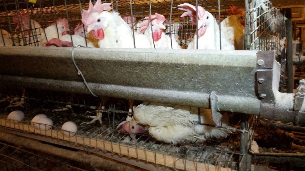 ‘Rei dos Ovos’ brasileiro paga R$ 6 bi por empresa dos EUA e cria gigante global do setor 
