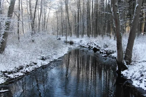 A floresta onde centenas de imigrantes arriscam suas vidas tentando entrar na Europa