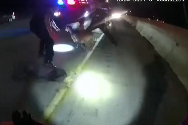 Cabra solta em rodovia nos EUA dá trabalho para policiais; VÍDEO mostra fuga e captura