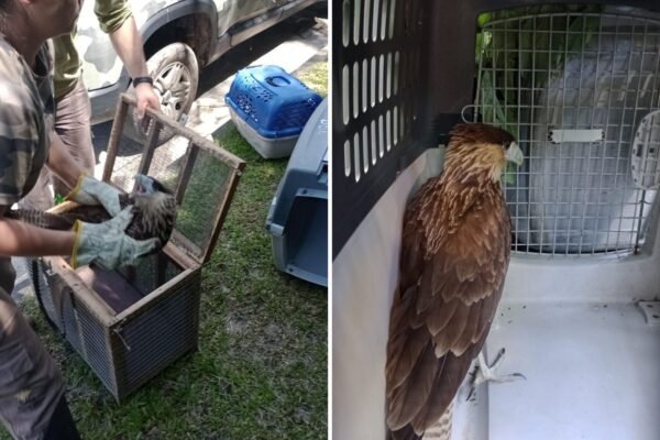 Carcará, espécie vulnerável, é resgatado com dificuldades de voo no litoral de SP